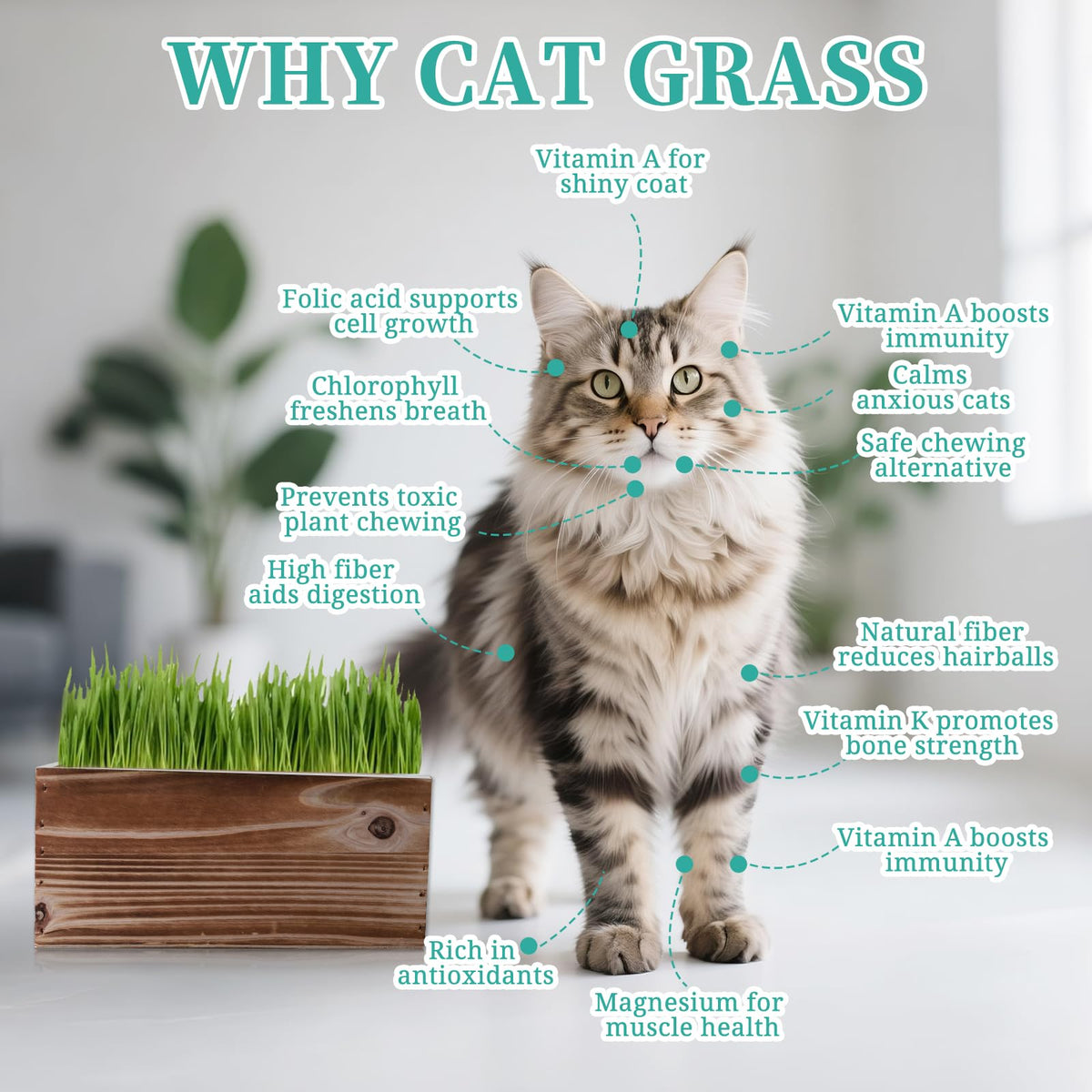 5-Pack Cat Grass Kit with Wood Planter G969529
